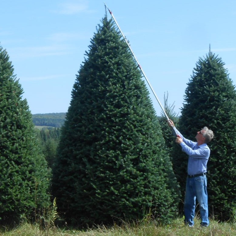 A person uses a long pole to measure the height of a Premium Balsam Fir Real Christmas Tree 15 ft., available for pick-up & delivery, at an outdoor tree farm with several similar trees in the background under a clear sky.
