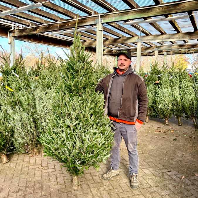 A man in a dark jacket and gray pants stands beside a Premium Fraser Fir Real Christmas Tree (6-7 ft.) at an outdoor lot, with other Christmas trees and a wooden pergola overhead. Available for Pick-up & Delivery.