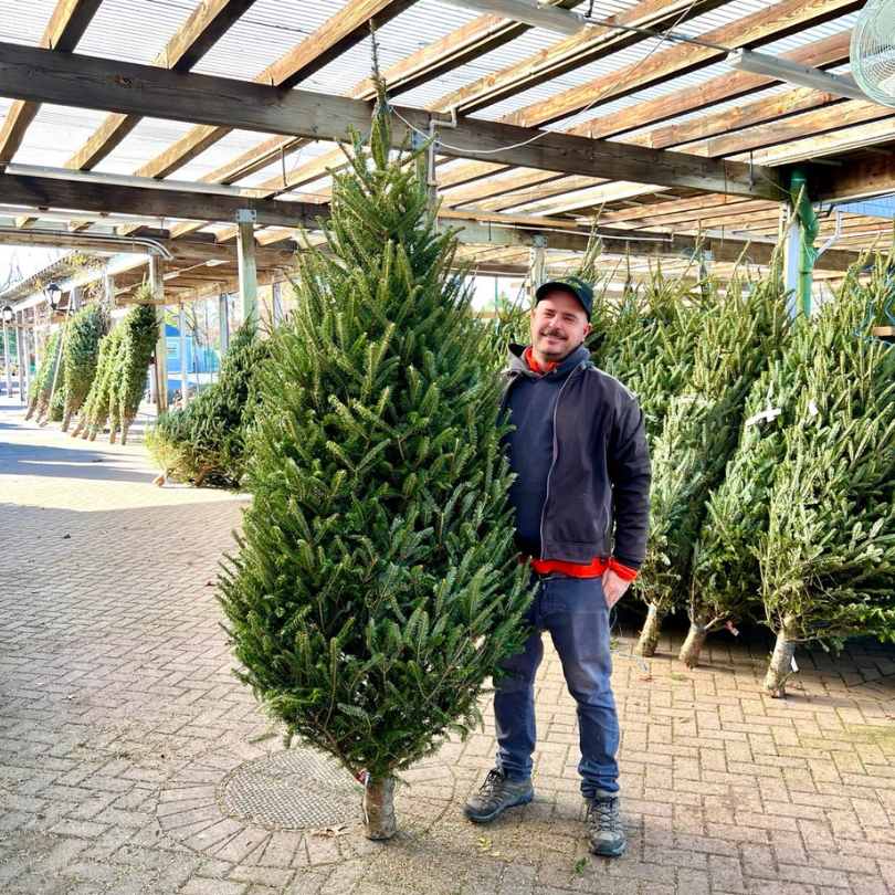 A person smiles next to a Premium Fraser Fir Real Christmas Tree (7-8 ft.) at an outdoor market, surrounded by similar trees. They wear a black jacket, jeans, and a black cap. Available for Pickup & Delivery.