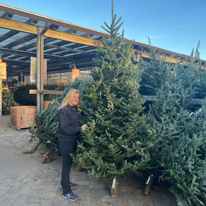A woman stands outdoors next to an 8-9 ft. Premium Fraser Fir Real Christmas Tree, available for pick-up & delivery, surrounded by other fresh trees and wooden structures on a sunny day.