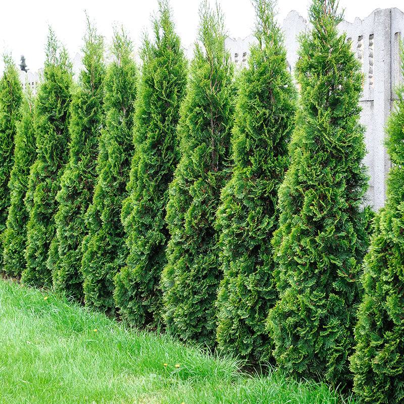 ◆三葉☘️◆ Emerald Green (Thuja Tree) – Lewis Bamboo
