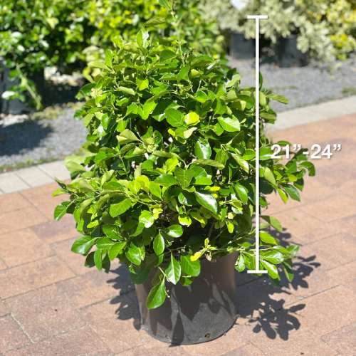A Pick-Up & Local Delivery Only Euonymus - Manhattan shrub in a 5-gallon black pot (21–24 tall) is on a paved surface; other low-maintenance shrubs appear in the background.