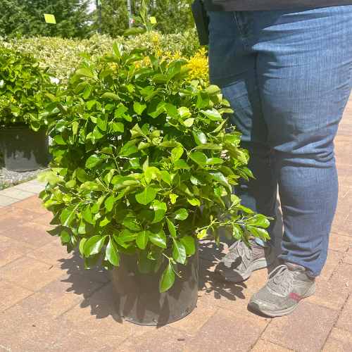 A person in jeans and sneakers stands beside a 5-gallon Euonymus Manhattan shrub (Pick-Up & Local Delivery Only) with glossy oval leaves, on a brick walkway at an outdoor garden center.