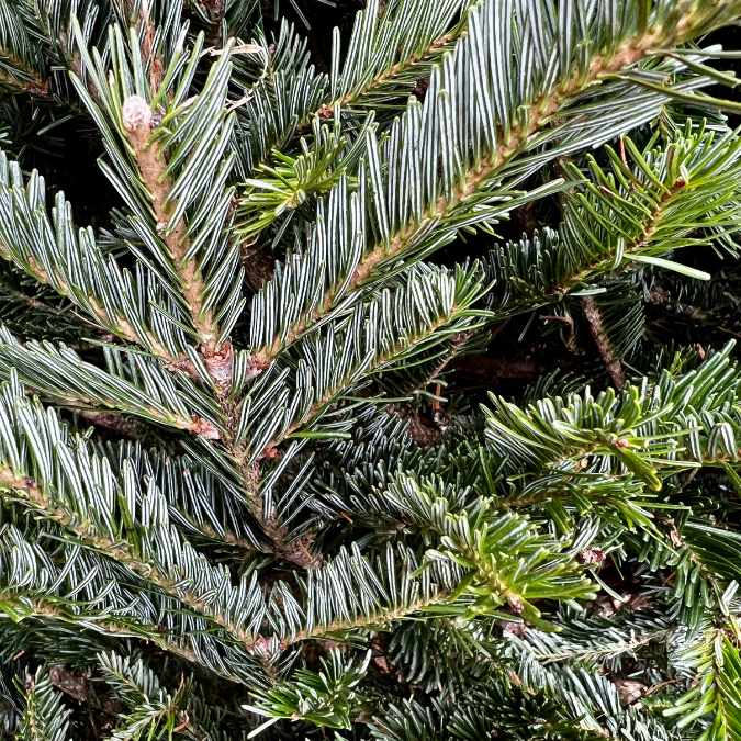 Close-up of lush, green branches on the Premium Fraser Fir Real Christmas Tree (8-9 ft.), featuring dense, needle-like leaves—Available for Pick-up & Delivery. Perfect for a fresh and festive holiday display.
