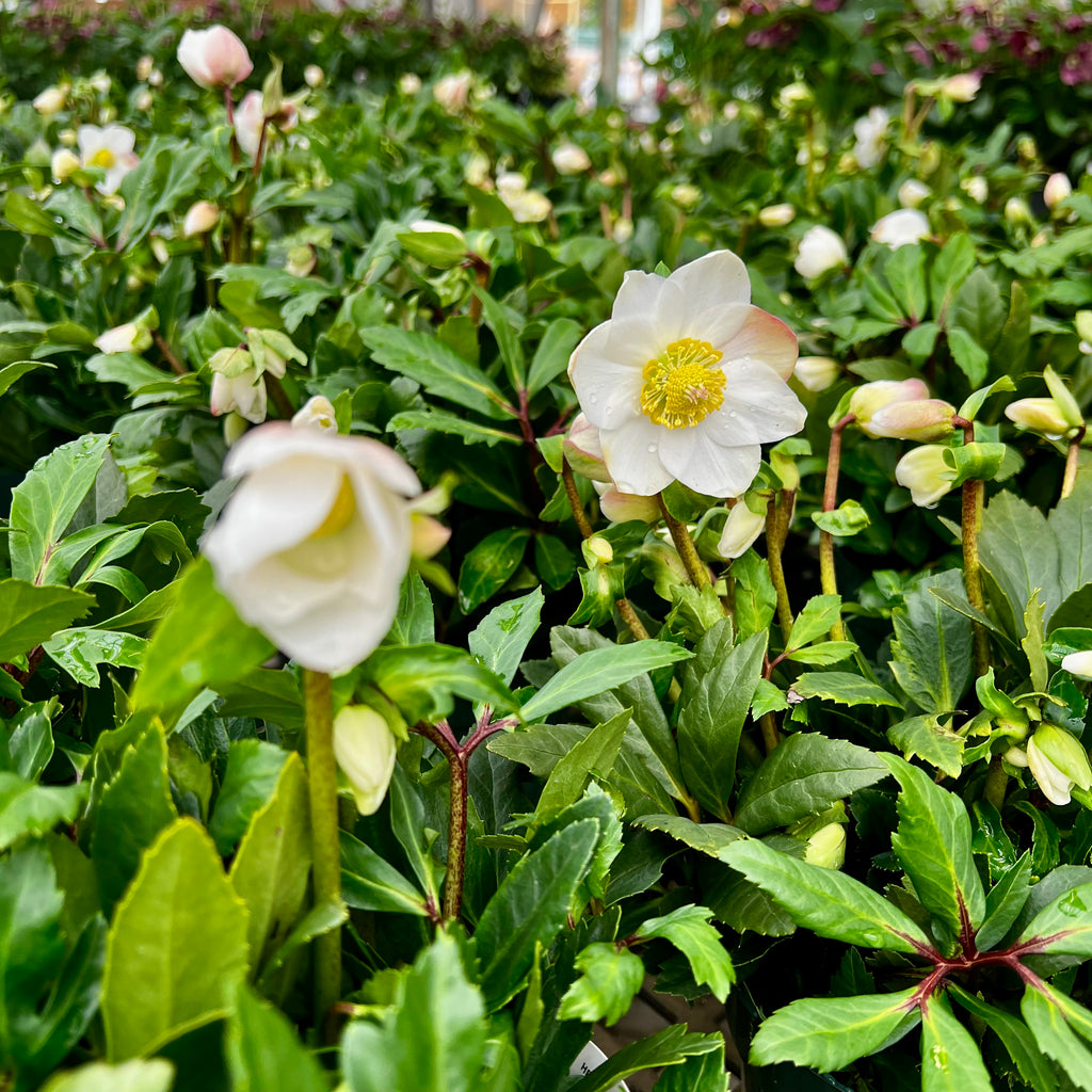 Close-up of Hellebore Jacob 1 gallon Lenten Rose by Pick-Up & Local Delivery Only, showcasing white flowers with yellow centers and buds nestled among lush green leaves, a striking winter-blooming perennial.