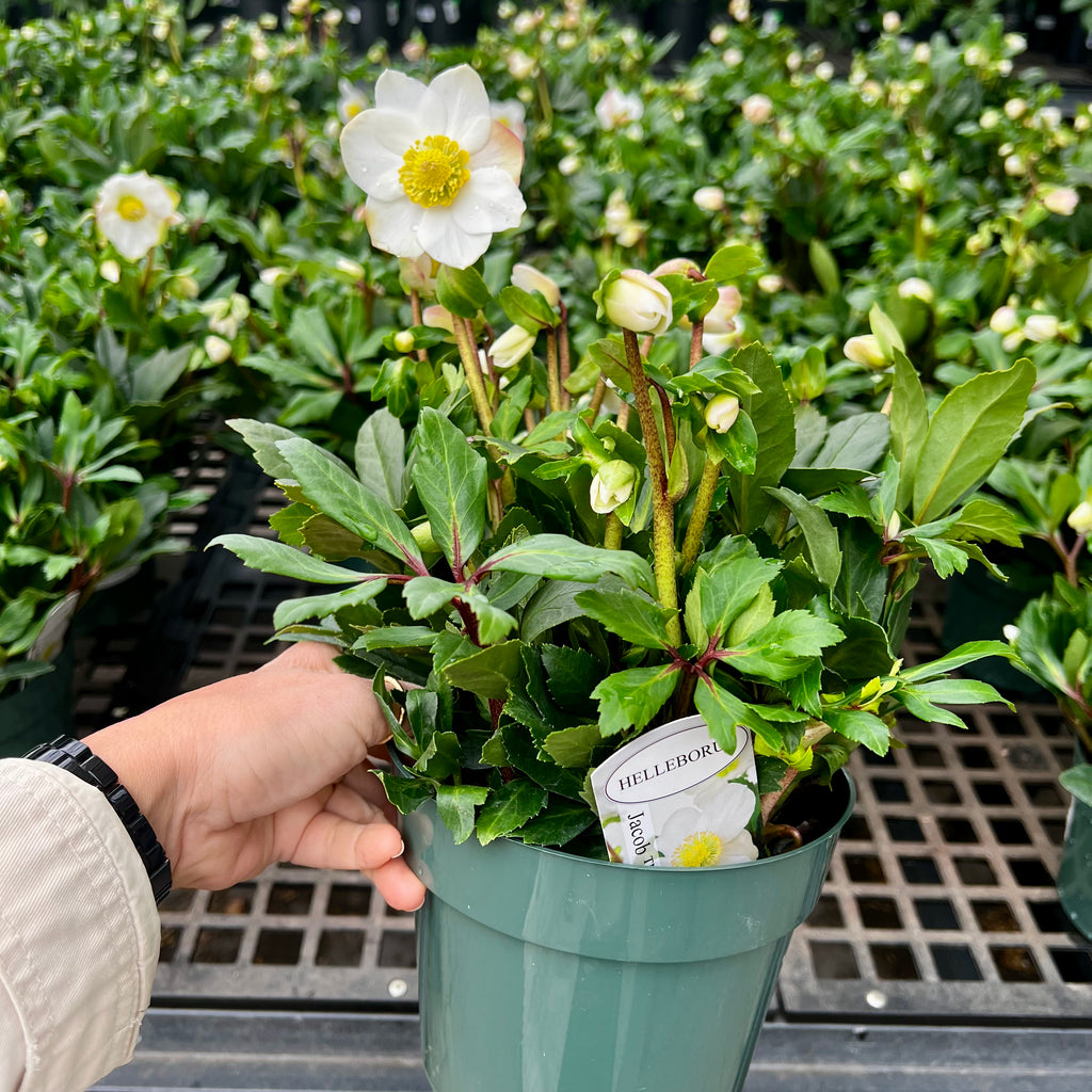 A hand holds a Pick-Up & Local Delivery Only Hellebore Jacob 1 gallon Lenten Rose, an evergreen with green leaves and white, yellow-centered blooms. Similar potted plants are displayed on a metal shelf in the background.