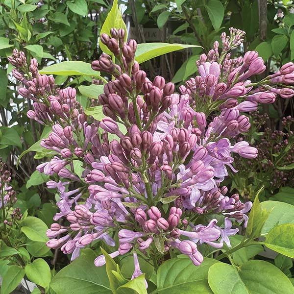 little lady lavender plants Lilac - Lavender Lady