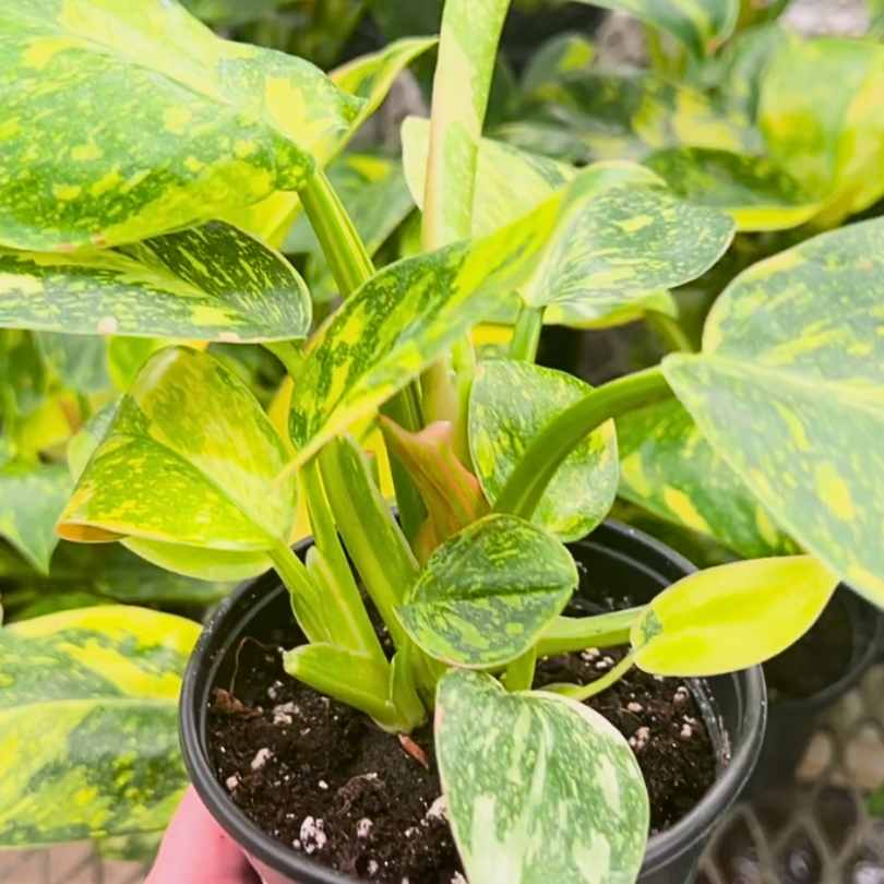 congo philodendron plant Philodendron - Congo Nuclear