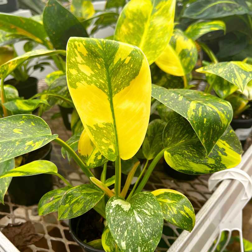 Philodendron - Congo Nuclear