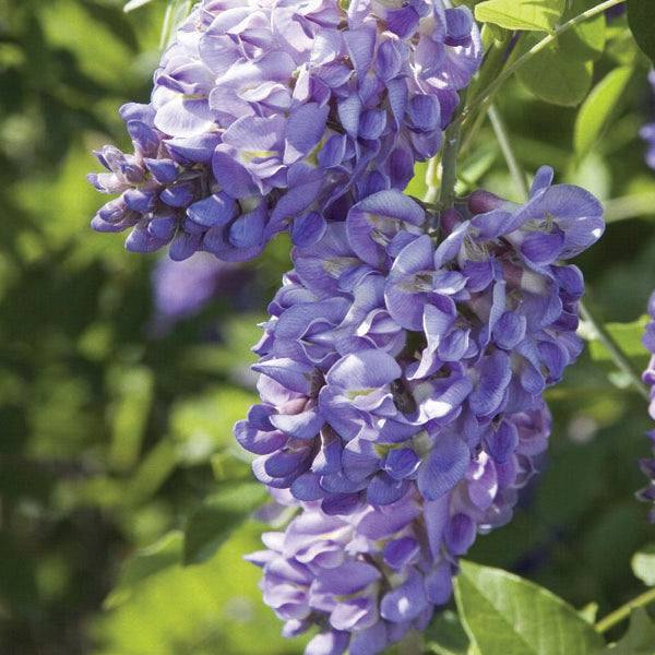 Wisteria  Amethyst Falls  10 gallon