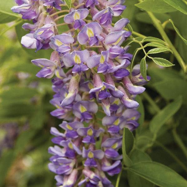 fragrant wisteria Wisteria - Blue Moon