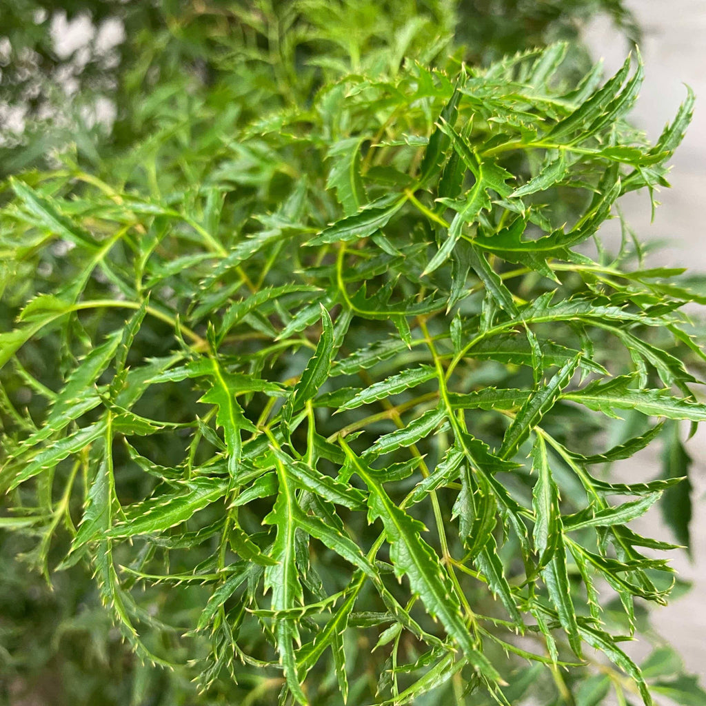 Close-up of vibrant green, finely divided leaves with serrated edges from the Aralia - Ming - 10-inch Pot by Pickup & Local Delivery Only, a low-maintenance plant ideal for brightening indoor spaces. Blurred background highlights the leaf texture.
