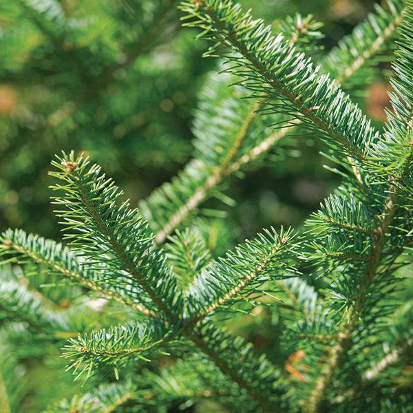 Close up of balsam fir needles on a fresh cut Christmas tree.