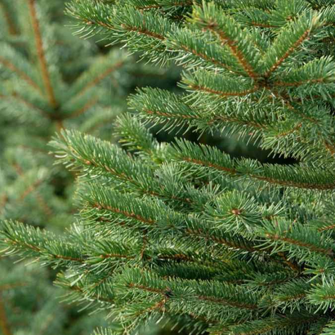 Enjoy a close-up look at the Premium Balsam Fir Real Christmas Tree (12-14 ft.) from Available for Pick-Up & Delivery, featuring dense, vibrant green needle-like leaves—ideal for that classic Christmas tree appearance.