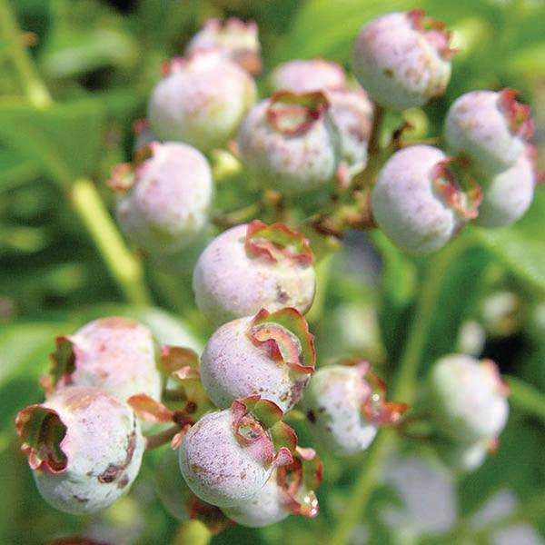 Close-up of unripe Blueberry - Blueray - 2 Gallon fruit with pale green and pink hues amid lush leaves—ideal for early to mid-season ripening in full sun. Available for Pickup & Local Delivery Only.