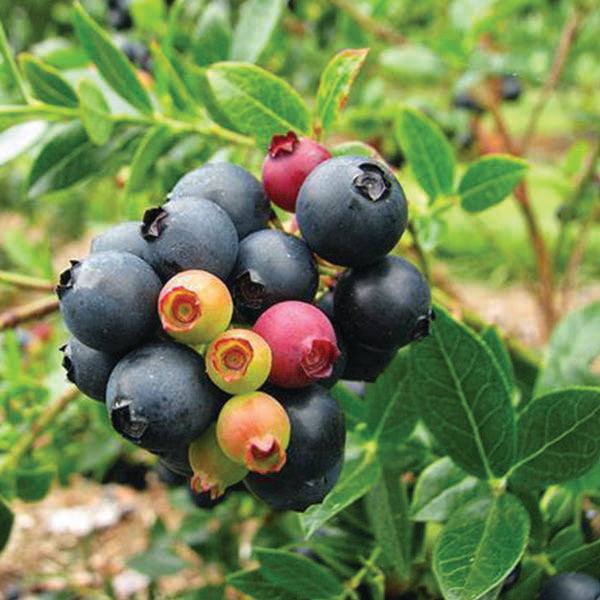A cluster of Blueberry - Glaze - 2 Gallon from Pickup & Local Delivery Only shows berries from green to deep blue; this self-pollinating plant is ideal for hedges and borders.