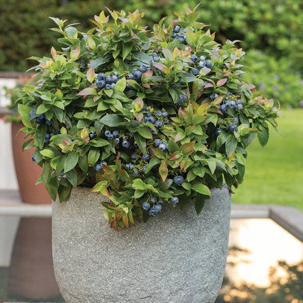 can i plant a blueberry bush in a pot Blueberry - Jelly Bean