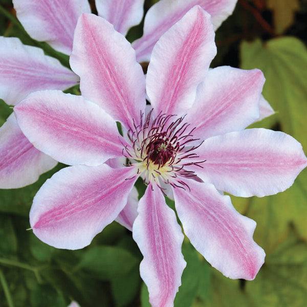 A close-up of the Clematis – Nelly Moser (Pickup & Local Delivery Only, 5 gallon), showing its pale pink pointed petals with darker centers and purple stamens amid green leaves. This light pink vine attracts birds and butterflies.