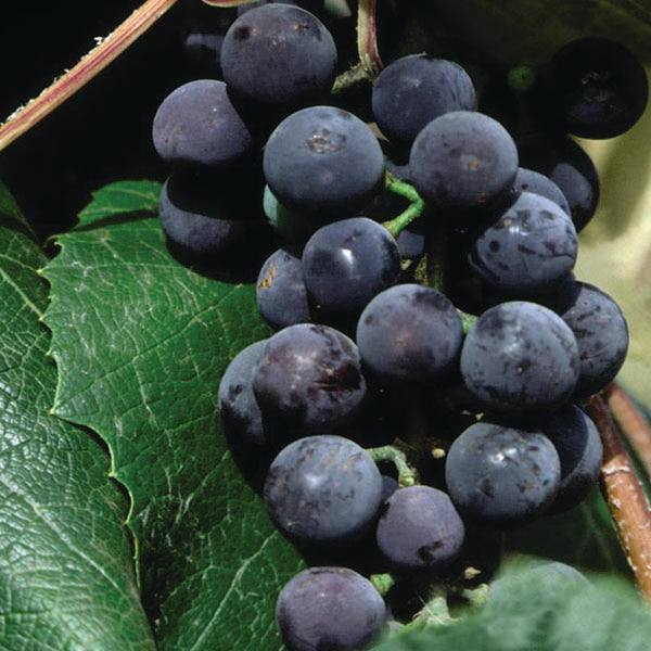 A close-up of Grape - Concord Seedless - 2 Gallon by Pickup & Local Delivery Only, showing bluish-black seedless grapes on the vine surrounded by lush green leaves.