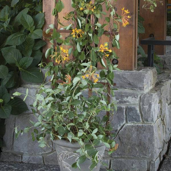 honeysuckle house plant Honeysuckle – Mandarin