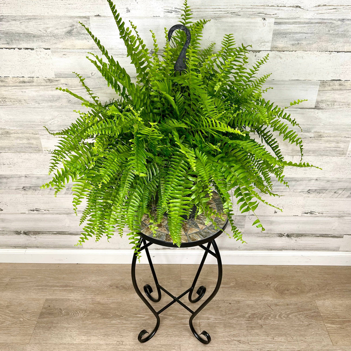 indoor fern plant stand Plant Stand – Black Metal Mosaic Tile Sunburst – 23-inch