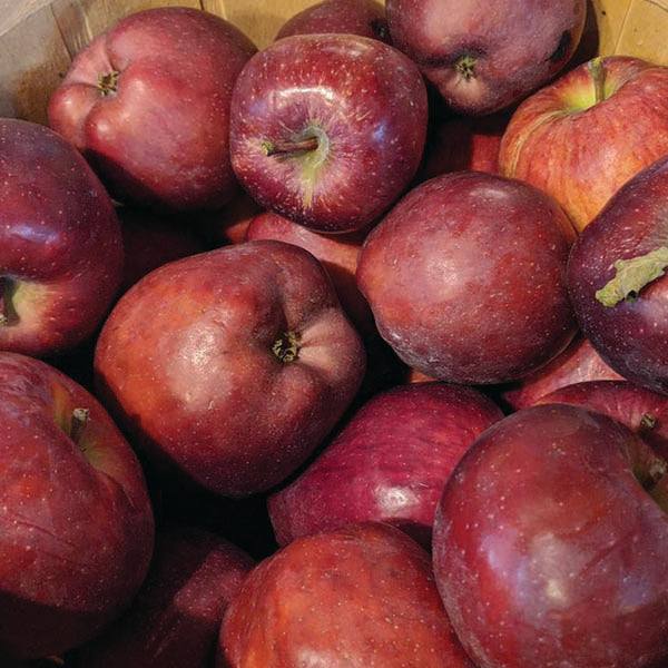 A close-up of Red Delicious apples, freshly picked from the Apple Tree - Red Delicious - 7 Gallon by Pickup & Local Delivery Only, piled in a box with some blemishes and stems still attached.