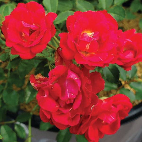 Clusters of vibrant Pickup & Local Delivery Only Rose – Drift® - Red in full bloom with lush green leaves, known for their low maintenance and disease resistance.