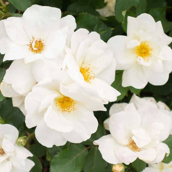 Rose - Shrub - White Knock Out® - 3 Gallon