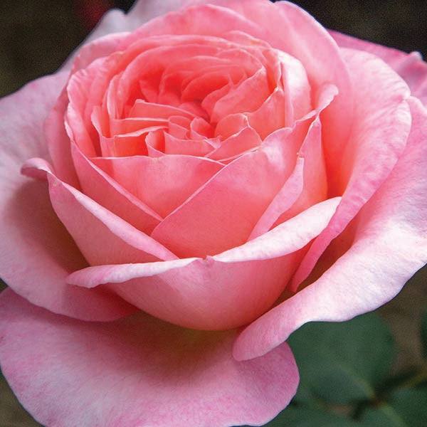 Rose - Hybird Tea - Sweet Mademoiselle™ - 3 Gallon