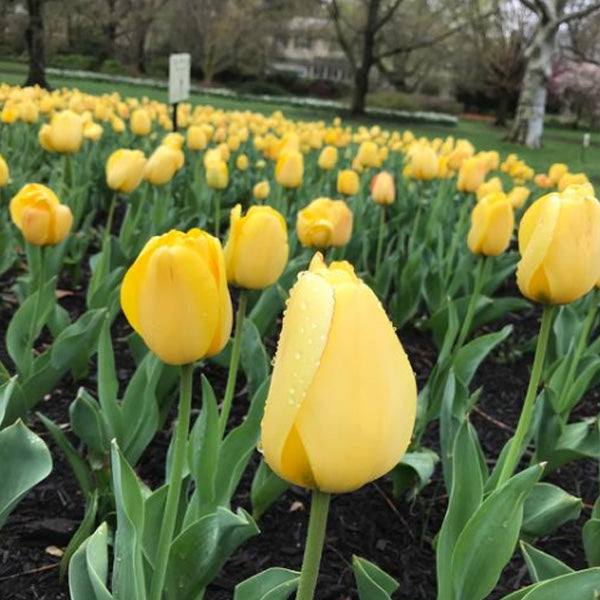 A field of Golden Parade tulips from Pickup & Local Delivery Only, grown from Tulip Bulbs - Golden Parade - Jumbo 50 Pack, with large blooms and dewdrops on their petals among green leaves and dark soil, trees and a sign blurred in the background.
