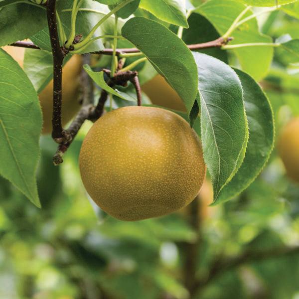 A close-up shows a Twentieth Century Asian pear from Pickup & Local Delivery Only, hanging from a tree in a home orchard. The round, golden-brown fruit is speckled among green leaves, promising sweet, juicy flesh inside. 7 Gallon size.
