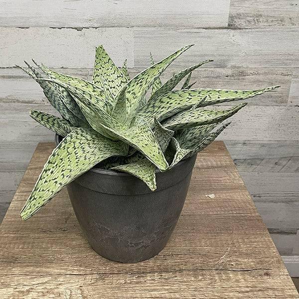 Aloe - Delta Lights - 8-inch pot - Hicks Nurseries