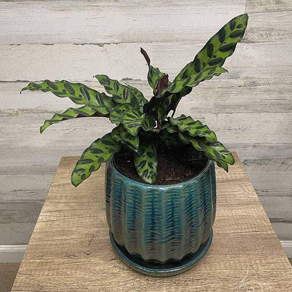 best pot for rattlesnake plant Calathea lancifolia - Rattlesnake Plant
