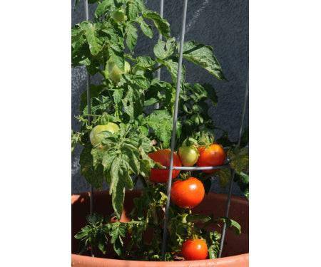 tomato plant pot with cage Tomato Cage