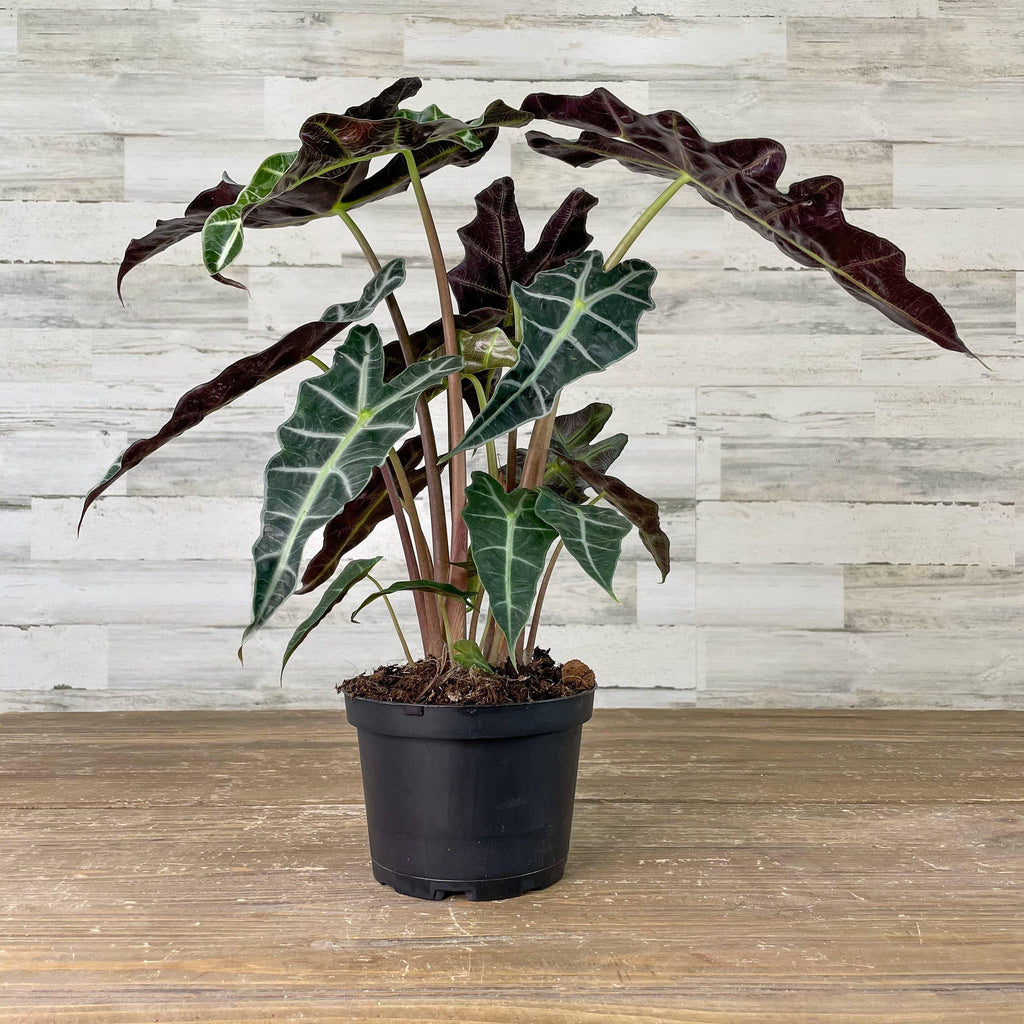 Alocasia - Polly - 6-inch Pot - Hicks Nurseries