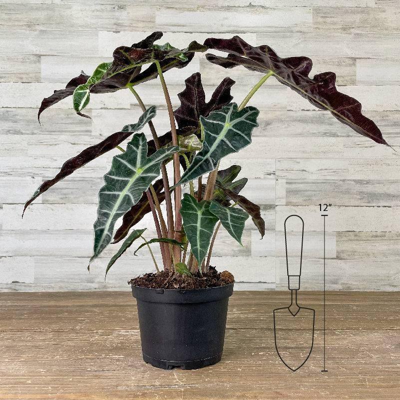 Alocasia - Polly - 6-inch Pot - Hicks Nurseries