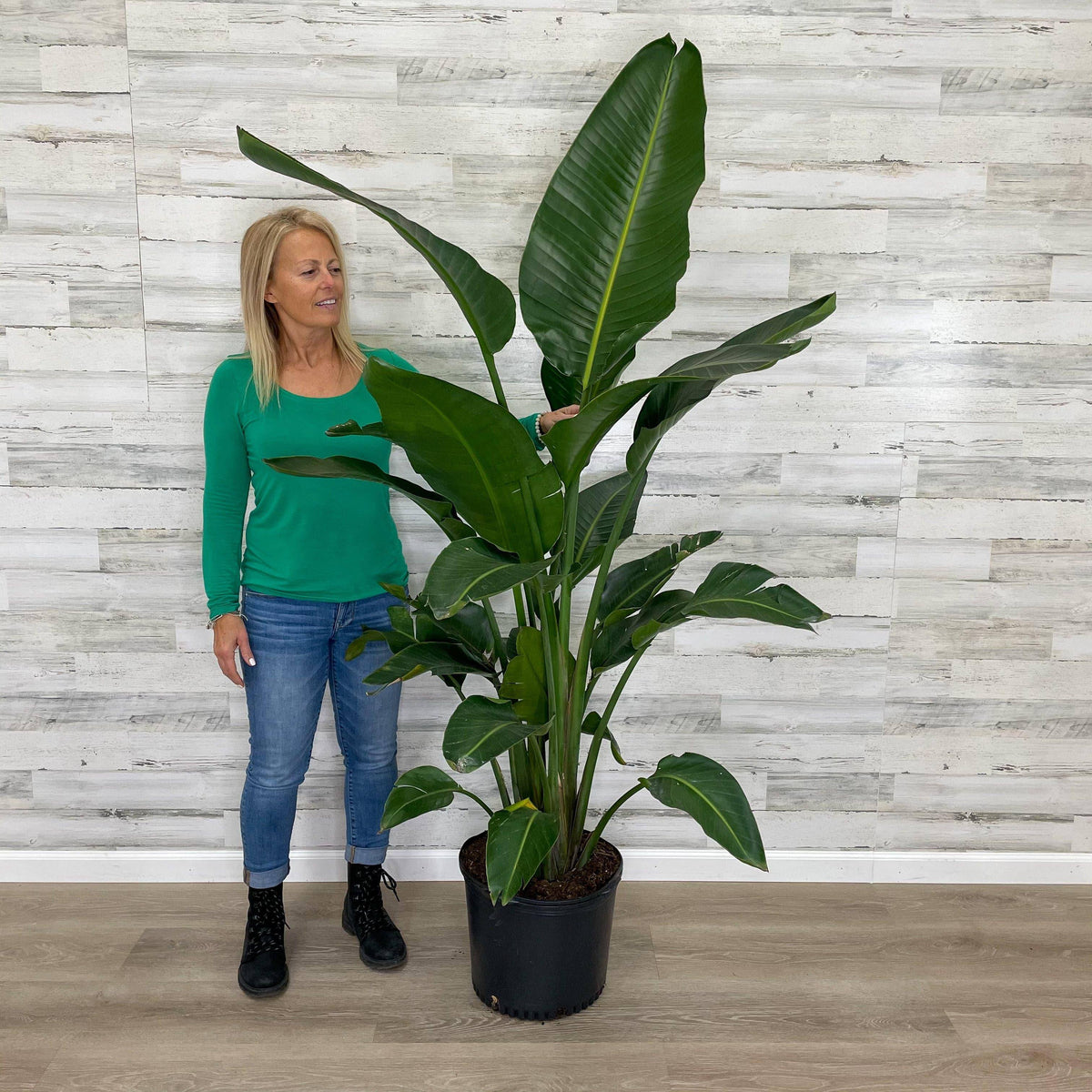 planting bird of paradise seeds in pots Bird of Paradise - White