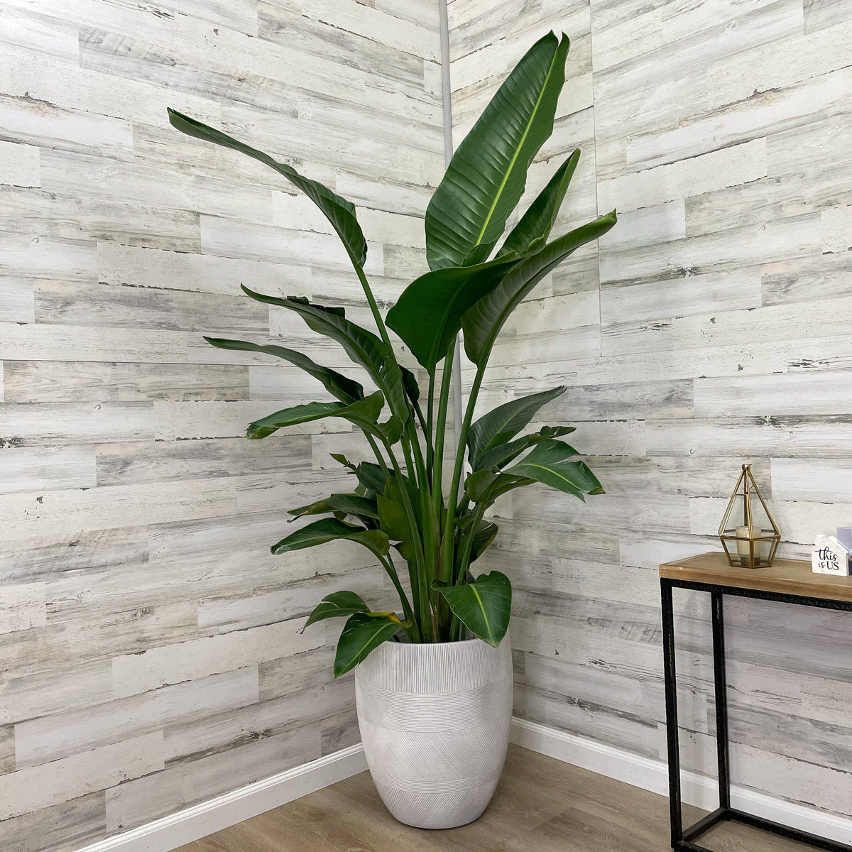 white bird of paradise indoor plant Bird of Paradise - White