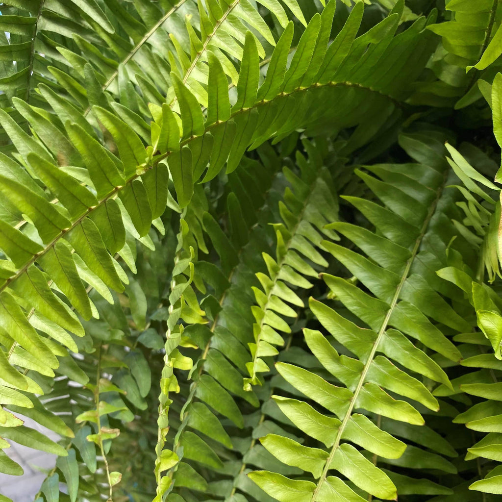 Boston Fern Hanging Basket - 10-inch pot - Hicks Nurseries