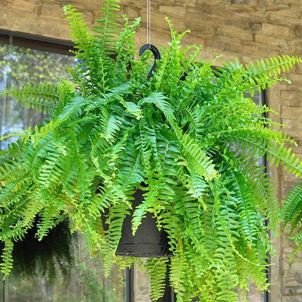 planting ferns in hanging baskets Boston Fern Hanging Basket