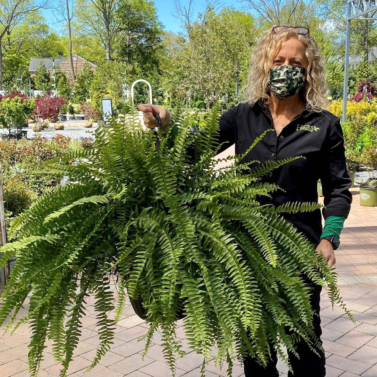 boston fern hanging planter Boston Fern Hanging Basket