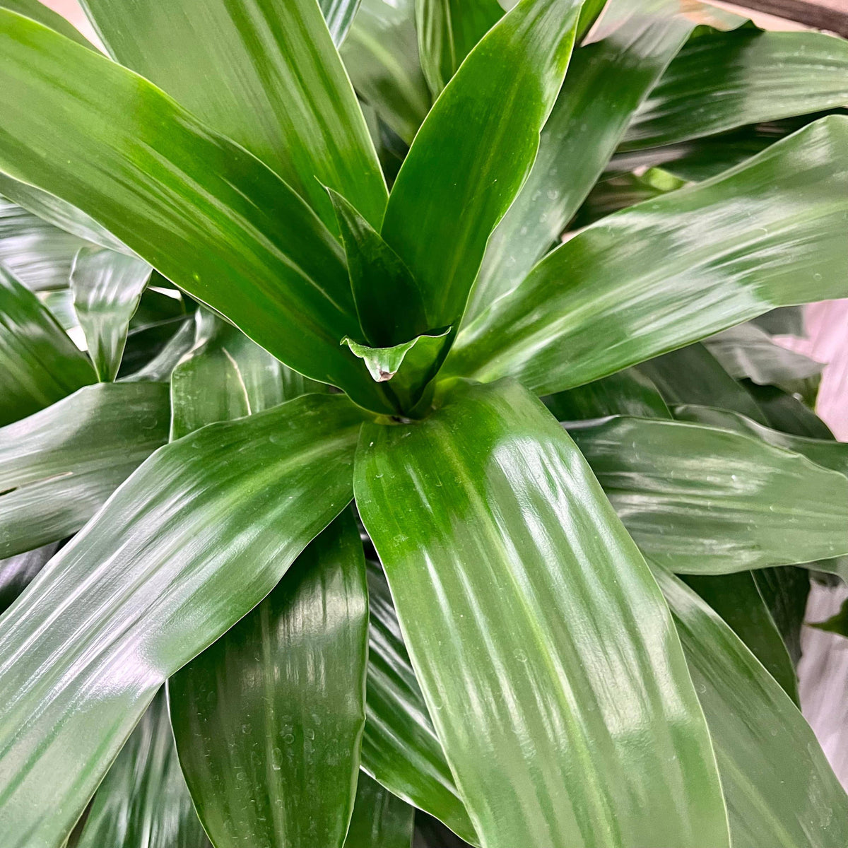 scale on dracaena Dracaena - Janet Craig