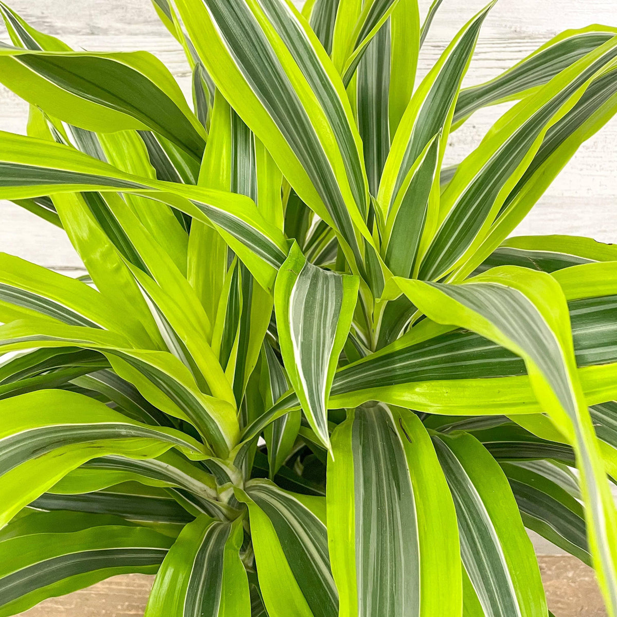 Dracaena - Lemon Lime