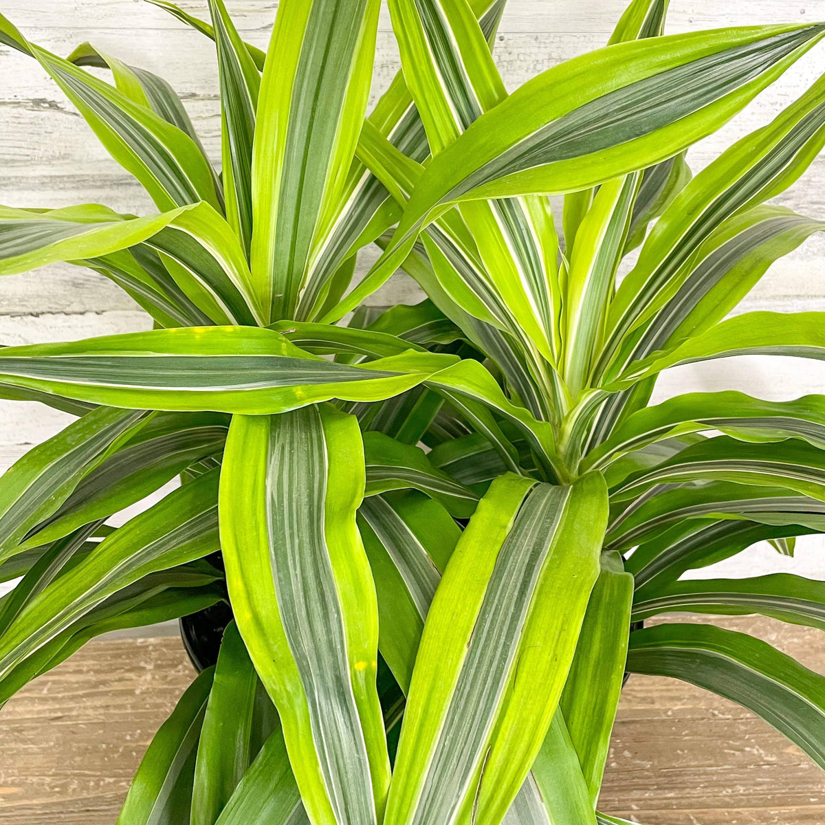Dracaena - Lemon Lime
