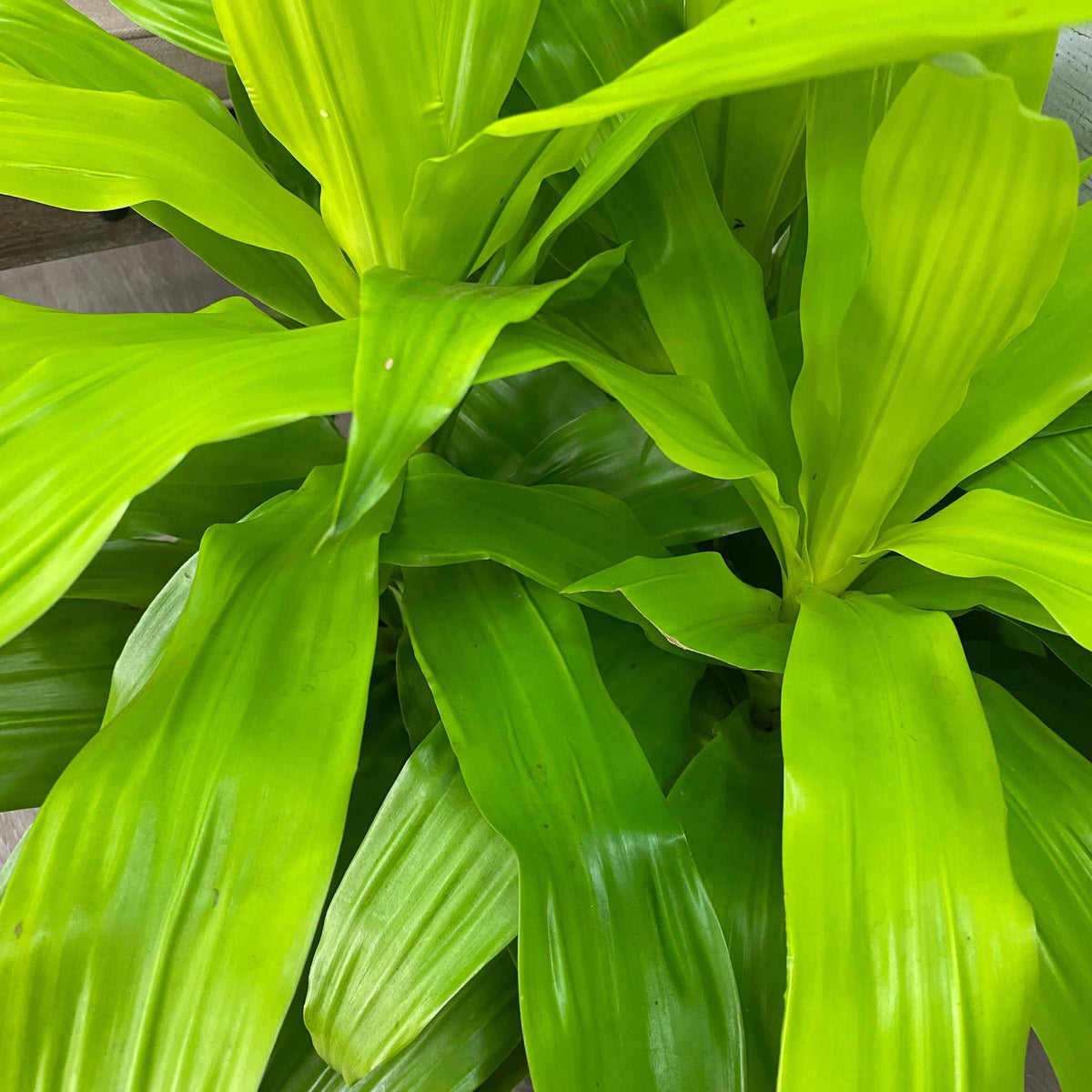 dracaena deremensis limelight Dracaena - Limelight