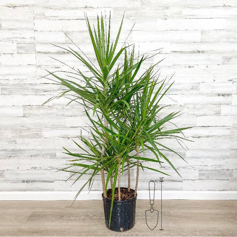 large dracaena marginata for sale Dracaena - Marginata