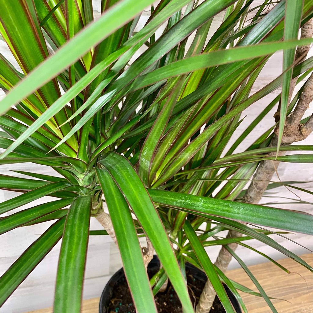 Dracaena - Marginata - 8-inch - Hicks Nurseries