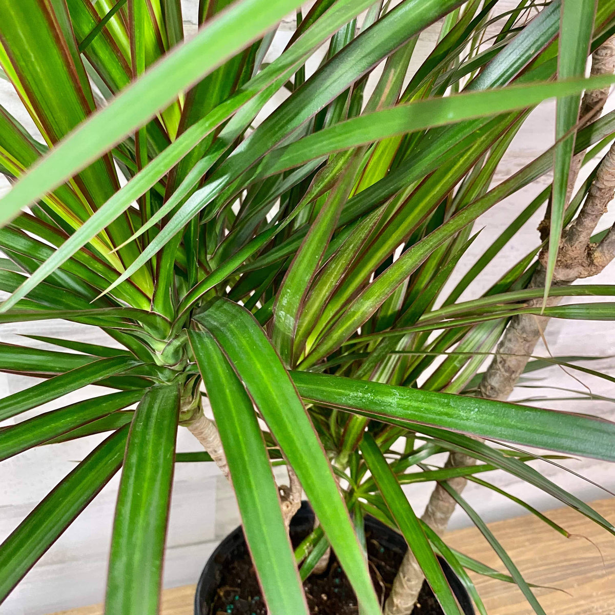 dracaena plant cost Dracaena - Marginata
