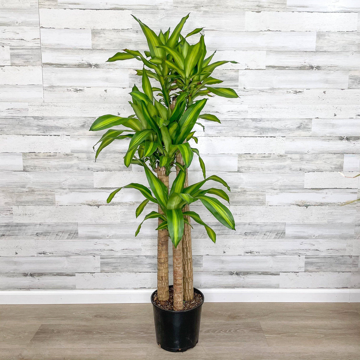 dracaena massangeana light Dracaena - Massangeana Cane