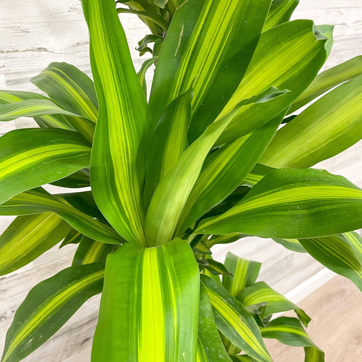 jumbo dracaena cane Dracaena - Massangeana Cane